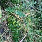 Filipendula vulgaris Blad