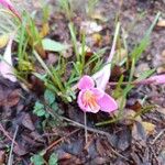 Zephyranthes rosea Flower