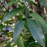 Cordia ecalyculata List