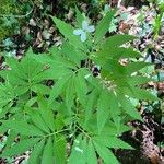 Cardamine heptaphylla ശീലം