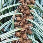 Abies alba ফুল