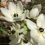 Ornithogalum arabicum Blomst
