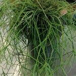 Psilotum nudum 葉