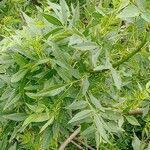 Fraxinus angustifolia Ліст