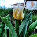 Tulipa spp. Fiore