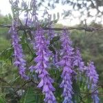 Vicia tenuifoliaBlodyn