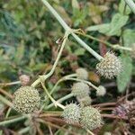 Eryngium yuccifolium Vekstform