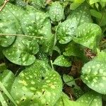 Pulmonaria saccharata Leaf