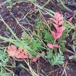 Erodium cicutariumLeaf