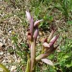 Serapias parviflora Blomma