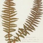 Dryopteris oreades 整株植物