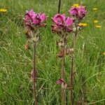 Pedicularis cenisia Flower