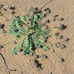 Launaea capitata Feuille