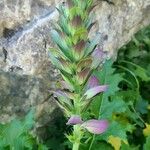 Acanthus spinosusFlor