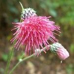 Cirsium hydrophilum