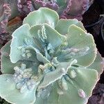 Echeveria shaviana برگ