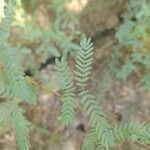 Prosopis cineraria Fuelha