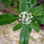 Mitracarpus hirtus Flower