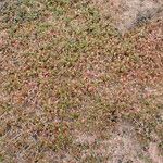 Elatine hexandra Habit