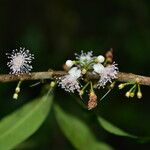 Eugenia stictopetala Fleur