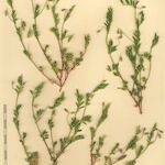 Vicia lentoides Egyéb