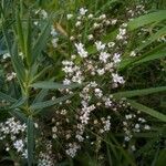 Gypsophila oldhamiana 花