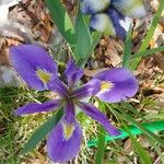 Iris virginica Virág