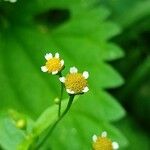 Galinsoga parviflora Цветок