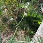 Vicia incana Leaf