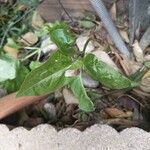 Mirabilis longiflora Leaf