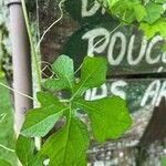 Momordica balsamina Leaf