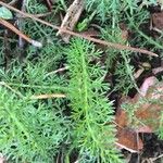 Achillea nobilis Hoja