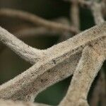 Basselinia tomentosa 樹皮