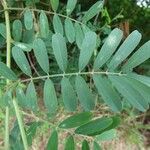 Tephrosia noctiflora Feuille