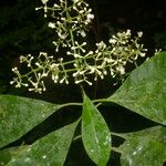 Chrysochlamys glauca Hoja