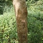 Carpinus japonica പുറംതൊലി