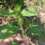 Acalypha alopecuroidea Folha