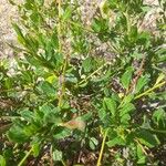 Ceanothus thyrsiflorusBlatt