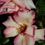 Rosa spp. Floare
