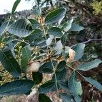 Pistacia terebinthus Leaf