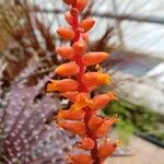 Dyckia dawsoniiFlower