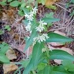 Vincetoxicum hirundinaria Habit