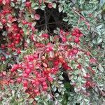 Cotoneaster horizontalis Frukt