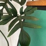 Philodendron pedatum Лист