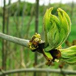 Ulmus pumila Foglia