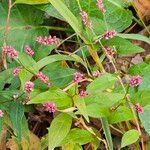 Polygonum persicariaFlower