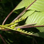 Tournefortiopsis crispiflora Ліст