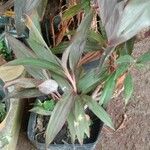 Cordyline fruticosaЛист