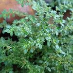 Pilea microphylla برگ