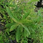 Salix pedicellata Leaf